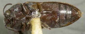 Media type: image;   Entomology 33319 Aspect: habitus ventral view